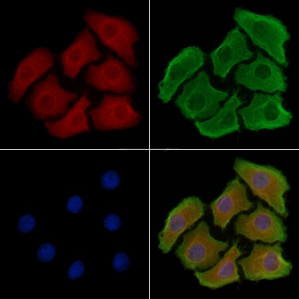 Donkey Anti-Goat IgG antibody (HRP). GTX232040-01