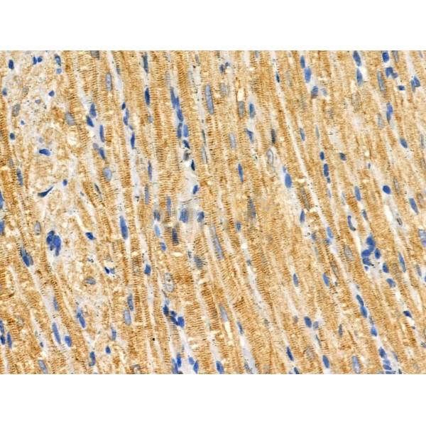 Donkey Anti-Goat IgG antibody (HRP). GTX232040-01