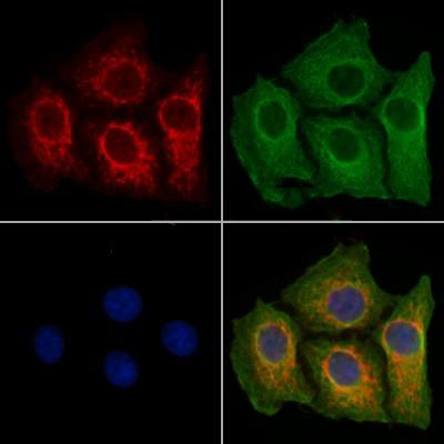 Donkey Anti-Goat IgG antibody (HRP). GTX232040-01