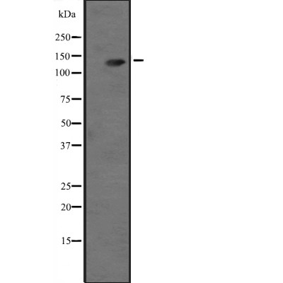 Donkey Anti-Goat IgG antibody (HRP). GTX232040-01