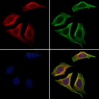 Donkey Anti-Goat IgG antibody (HRP). GTX232040-01