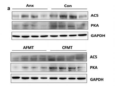 Donkey Anti-Goat IgG antibody (HRP). GTX232040-01
