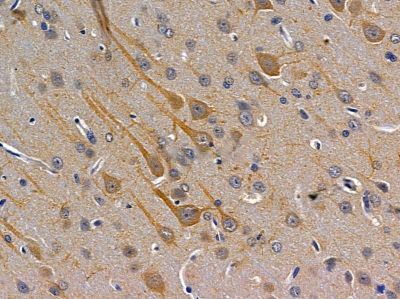 Donkey Anti-Goat IgG antibody (HRP). GTX232040-01