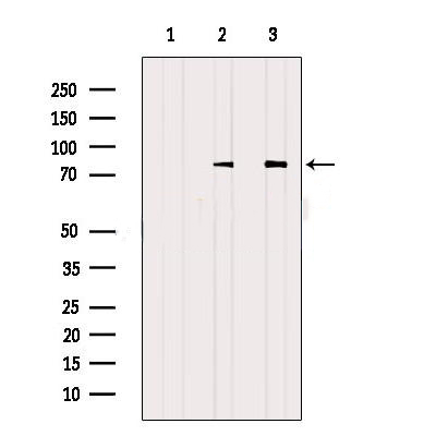 Donkey Anti-Goat IgG antibody (HRP). GTX232040-01
