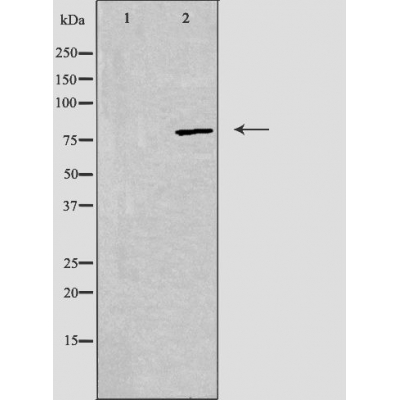 Donkey Anti-Goat IgG antibody (HRP). GTX232040-01