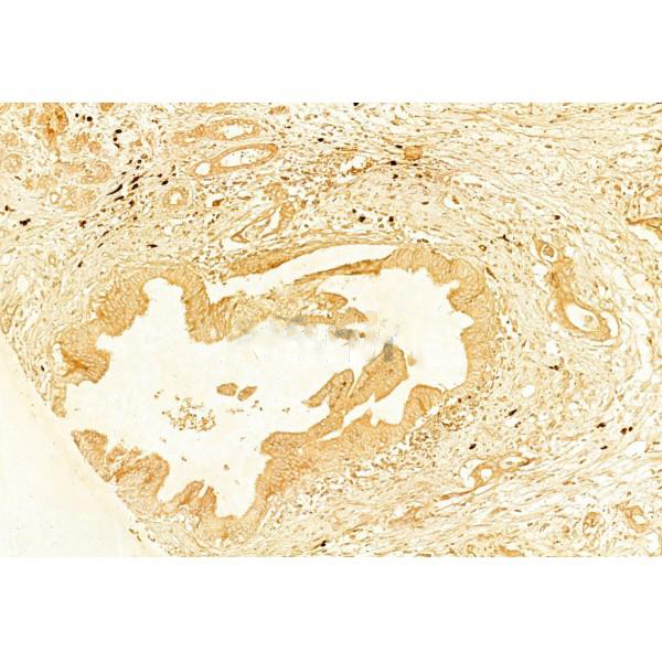 Donkey Anti-Goat IgG antibody (HRP). GTX232040-01