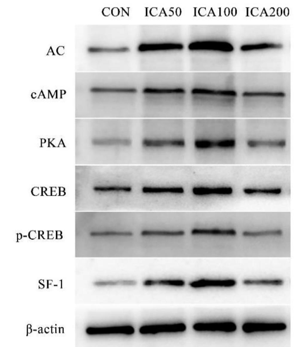Donkey Anti-Goat IgG antibody (HRP). GTX232040-01