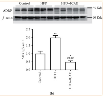 Donkey Anti-Goat IgG antibody (HRP). GTX232040-01