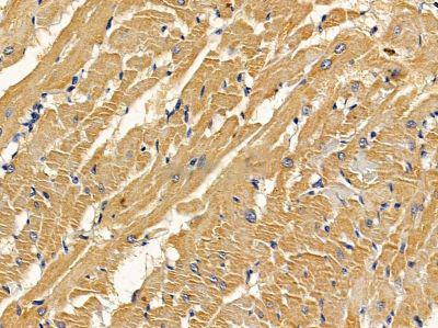 Donkey Anti-Goat IgG antibody (HRP). GTX232040-01