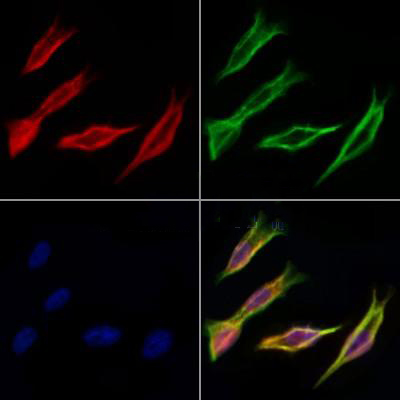 Donkey Anti-Goat IgG antibody (HRP). GTX232040-01