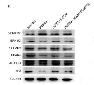 Donkey Anti-Goat IgG antibody (HRP). GTX232040-01