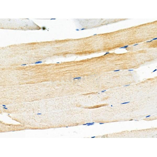 Donkey Anti-Goat IgG antibody (HRP). GTX232040-01