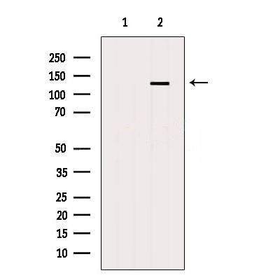 Donkey Anti-Goat IgG antibody (HRP). GTX232040-01