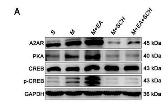 Donkey Anti-Goat IgG antibody (HRP). GTX232040-01