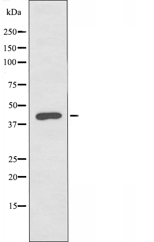 Donkey Anti-Goat IgG antibody (HRP). GTX232040-01