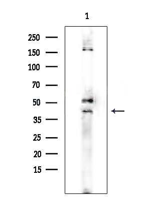 Donkey Anti-Goat IgG antibody (HRP). GTX232040-01