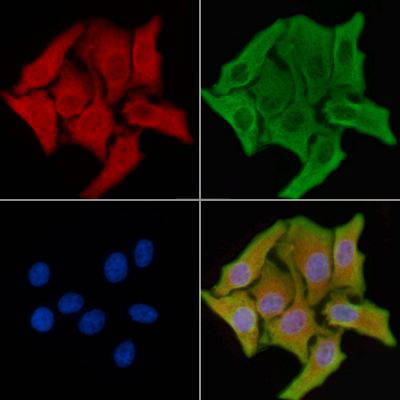 Donkey Anti-Goat IgG antibody (HRP). GTX232040-01