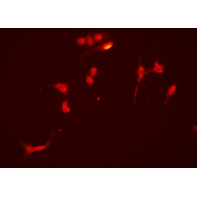 Donkey Anti-Goat IgG antibody (HRP). GTX232040-01