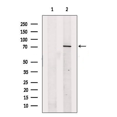 Donkey Anti-Goat IgG antibody (HRP). GTX232040-01