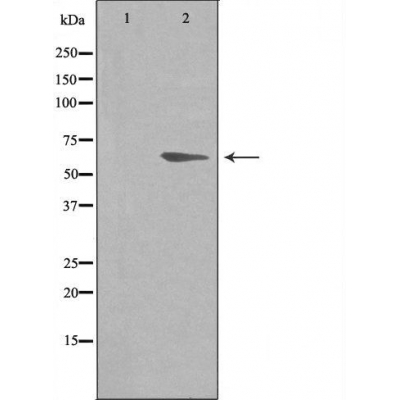 Donkey Anti-Goat IgG antibody (HRP). GTX232040-01