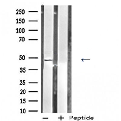 Donkey Anti-Goat IgG antibody (HRP). GTX232040-01