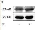 Donkey Anti-Goat IgG antibody (HRP). GTX232040-01