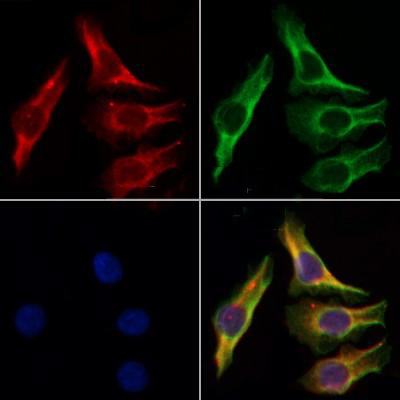 Donkey Anti-Goat IgG antibody (HRP). GTX232040-01