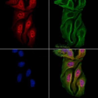 Donkey Anti-Goat IgG antibody (HRP). GTX232040-01
