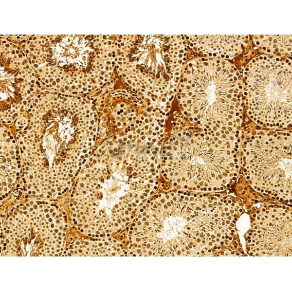 Donkey Anti-Goat IgG antibody (HRP). GTX232040-01