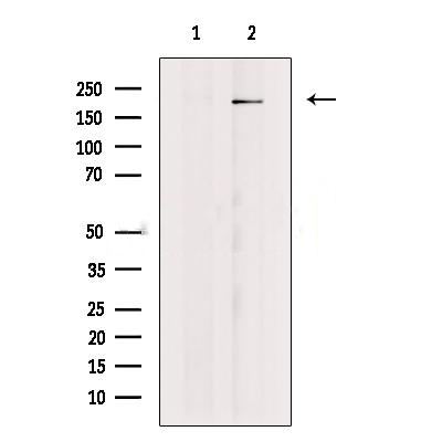 Donkey Anti-Goat IgG antibody (HRP). GTX232040-01