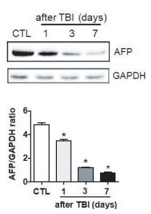 Donkey Anti-Goat IgG antibody (HRP). GTX232040-01