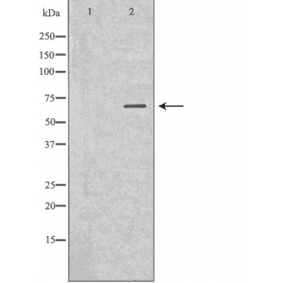 Donkey Anti-Goat IgG antibody (HRP). GTX232040-01