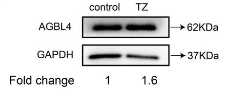 Donkey Anti-Goat IgG antibody (HRP). GTX232040-01