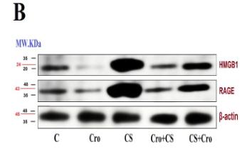Donkey Anti-Goat IgG antibody (HRP). GTX232040-01