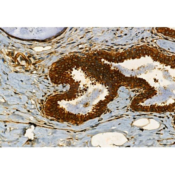 Donkey Anti-Goat IgG antibody (HRP). GTX232040-01