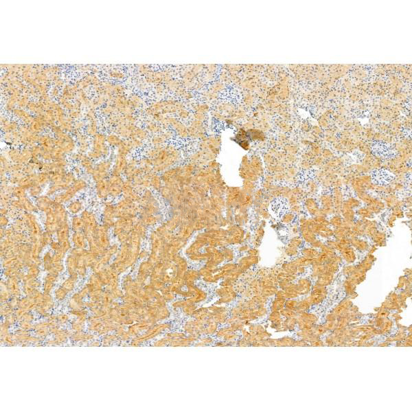 Donkey Anti-Goat IgG antibody (HRP). GTX232040-01