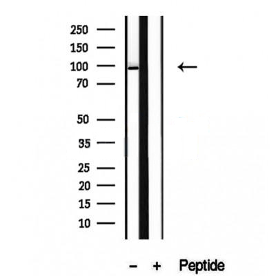 Donkey Anti-Goat IgG antibody (HRP). GTX232040-01