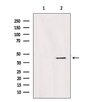 Donkey Anti-Goat IgG antibody (HRP). GTX232040-01