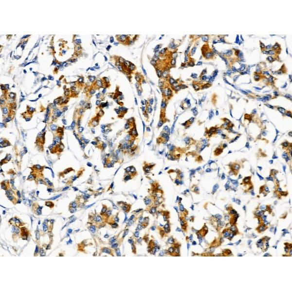 Donkey Anti-Goat IgG antibody (HRP). GTX232040-01