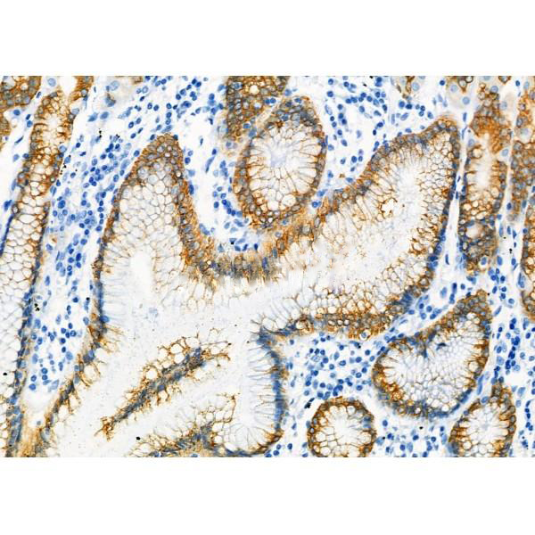 Donkey Anti-Goat IgG antibody (HRP). GTX232040-01