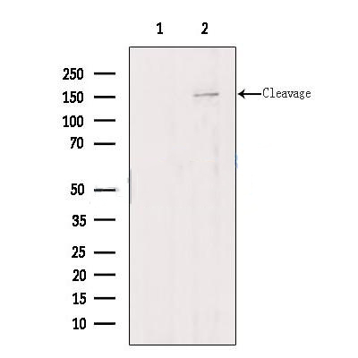 Donkey Anti-Goat IgG antibody (HRP). GTX232040-01