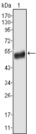 Donkey Anti-Goat IgG antibody (HRP). GTX232040-01