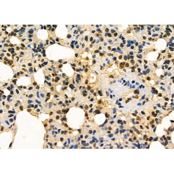 Donkey Anti-Goat IgG antibody (HRP). GTX232040-01
