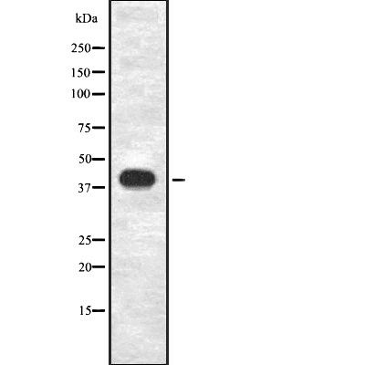 Donkey Anti-Goat IgG antibody (HRP). GTX232040-01