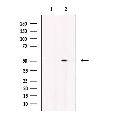 Donkey Anti-Goat IgG antibody (HRP). GTX232040-01