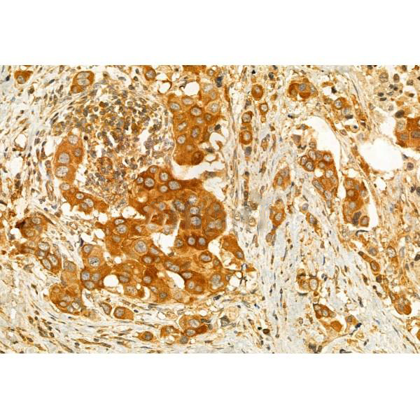 Donkey Anti-Goat IgG antibody (HRP). GTX232040-01