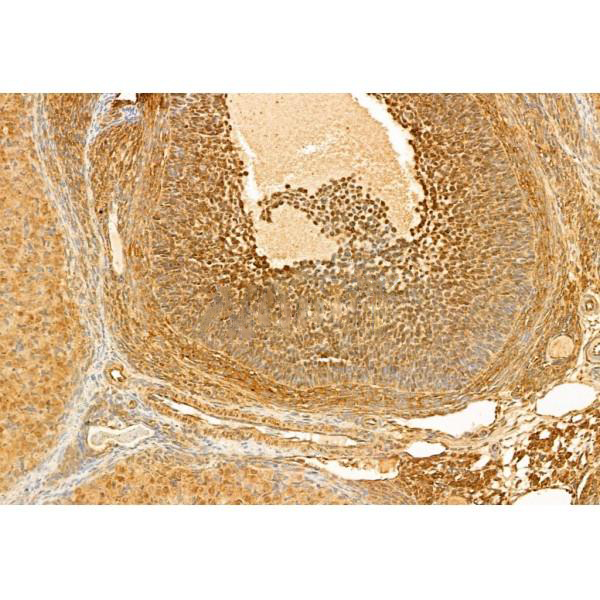Donkey Anti-Goat IgG antibody (HRP). GTX232040-01
