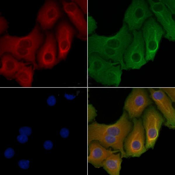 Donkey Anti-Goat IgG antibody (HRP). GTX232040-01