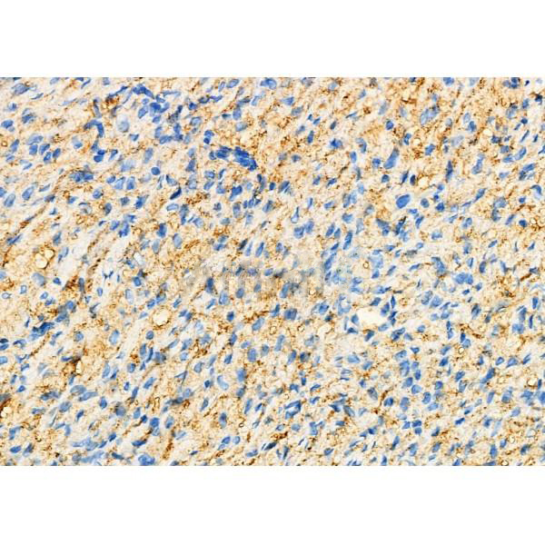 Donkey Anti-Goat IgG antibody (HRP). GTX232040-01