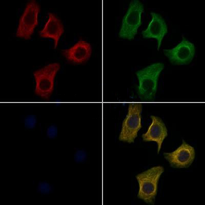 Donkey Anti-Goat IgG antibody (HRP). GTX232040-01